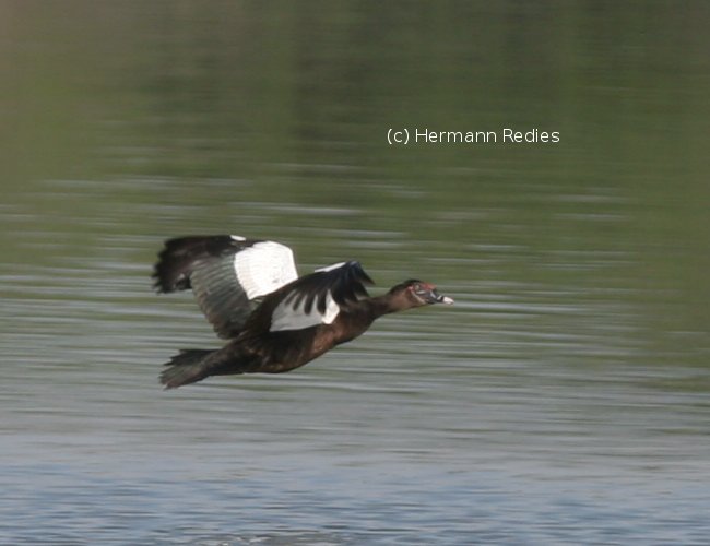 Cairina Moschata