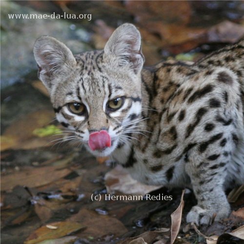 Gato-maracaj&aacute; (Felis tigrinus, Leopardus tigrinus)