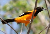 Campo Troupial - Icterus jamacaii