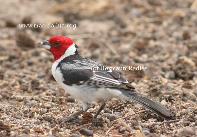 Galo-de-campina (Paroaria dominicana)