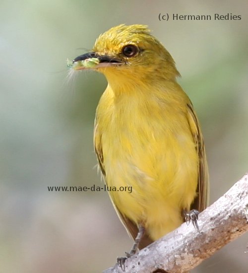  Bico-chato-amarelo  (Tolmomyias flaviventris)