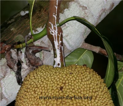 A secre&ccedil;&atilde;o do pedunculo da fruta jaca