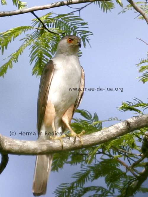 Gavião-bombachinha-grande (Accipiter bicolor)