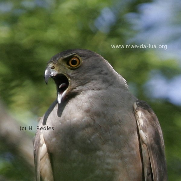 Bicolored Hawk Accipiter bicolor