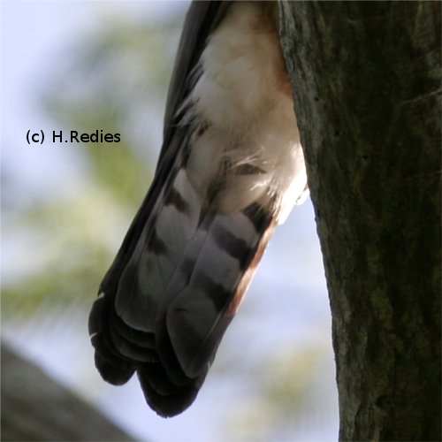 Gavião-bombachinha-grande (Accipiter bicolor)