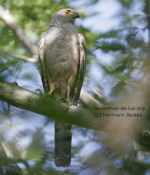 Gavião-bombachinha-grande (Accipiter bicolor)