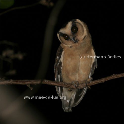 Caburé-acanelado (Aegolius harrisii)
