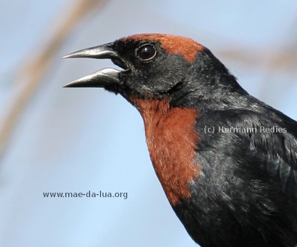 Papa-arroz (Chrysomus ruficapillus)
