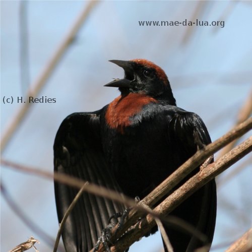 Papa-arroz (Chrysomus ruficapillus)