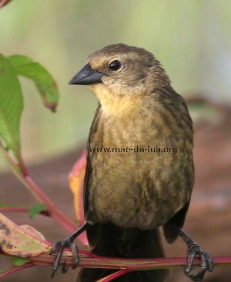 Papa-arroz (Chrysomus ruficapillus)