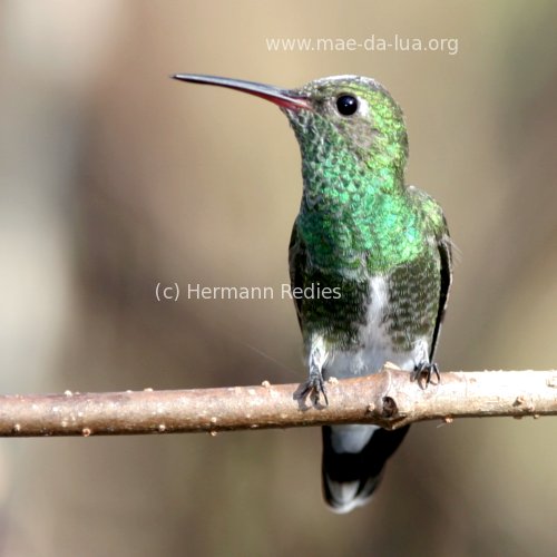  Beija-flor-de-garganta-verde  (Chionomesa fimbriata)