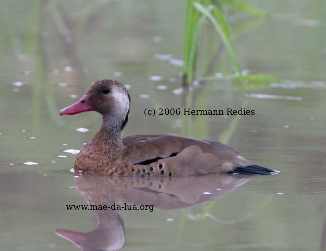 Ananaí (Amazonetta brasiliensis)