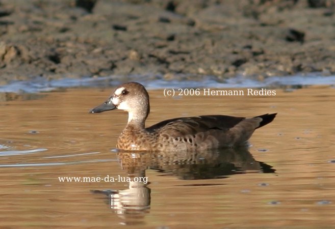 Ananaí (Amazonetta brasiliensis)