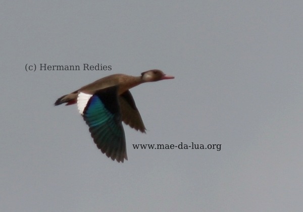 Ananaí (Amazonetta brasiliensis)