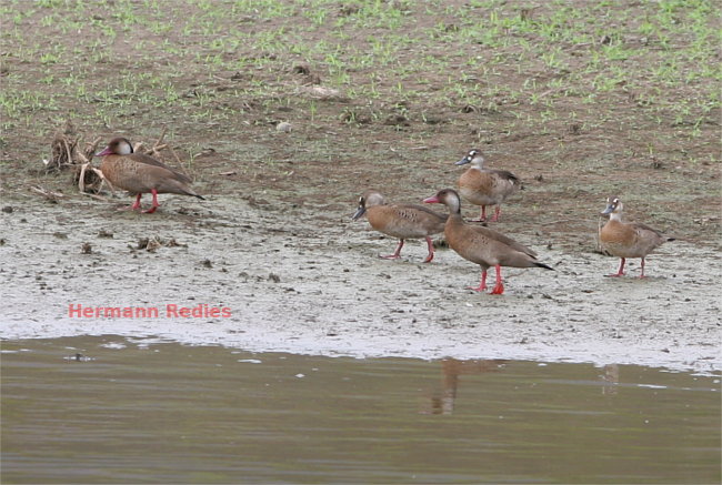 Ananaí (Amazonetta brasiliensis)