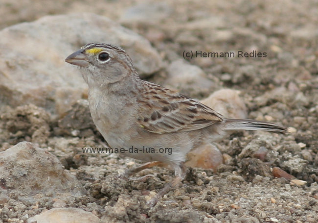 Tico-tico-do-campo-verdadeiro (Ammodramus humeralis)