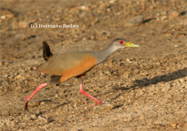 Saracura (Aramides cajaneus)