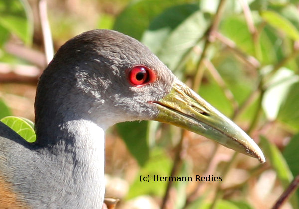 Saracura (Aramides cajaneus)