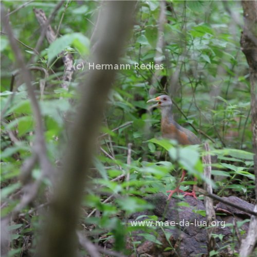 Poor photo of singing Little Wood Rail