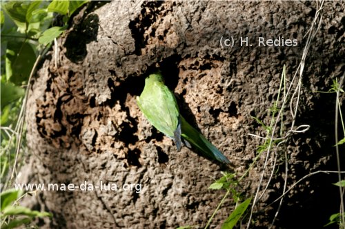 Periquito-da-caatinga ( Periquito-da-caatinga )