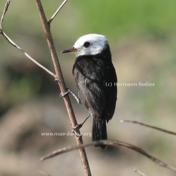 Lavadeira-de-cabeça-branca (Arundinicola leucocephala)