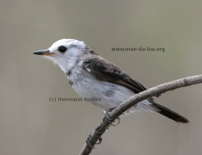 Lavadeira-de-cabeça-branca (Arundinicola leucocephala)