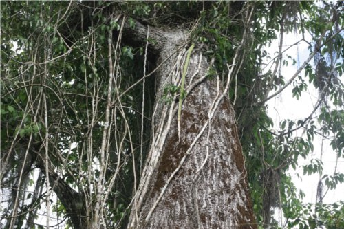 Barriguda Mata Fresca
