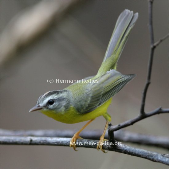 Pula-pula (Basileuterus culicivorus)