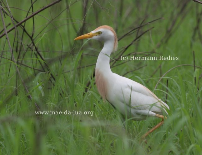 Garça-vaqueira (Bubulcus ibis)