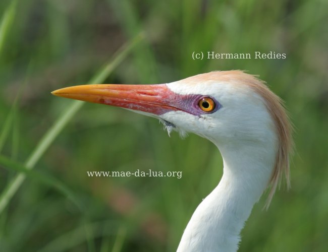 Garça-vaqueira (Bubulcus ibis)