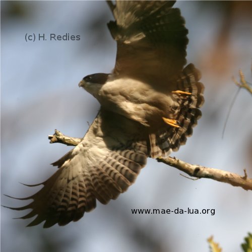 Gavião-de-cauda-curta (Buteo brachyurus)