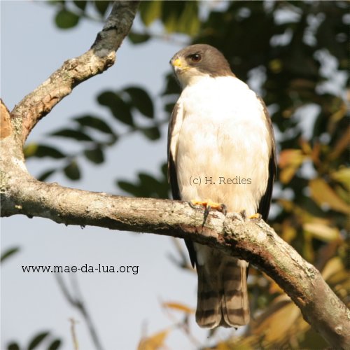 Gavião-de-cauda-curta (Buteo brachyurus)