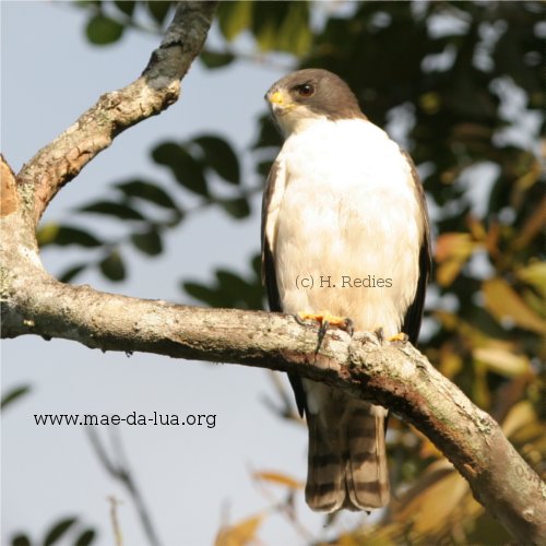  Gavião-de-cauda-curta  (Buteo brachyurus)