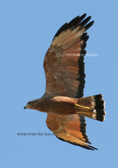 Gavião-caboclo (Buteogallus meridionalis)