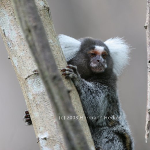 Callithrix Soinho Soin Sagui Monkey Macaco Stock Photo 1441915355