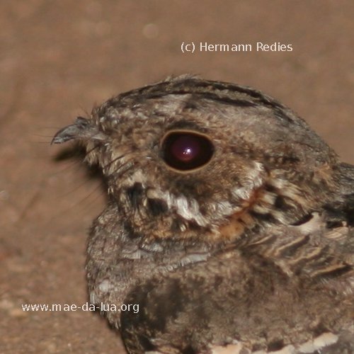 Bacurau-pequeno (Setopagis parvula)