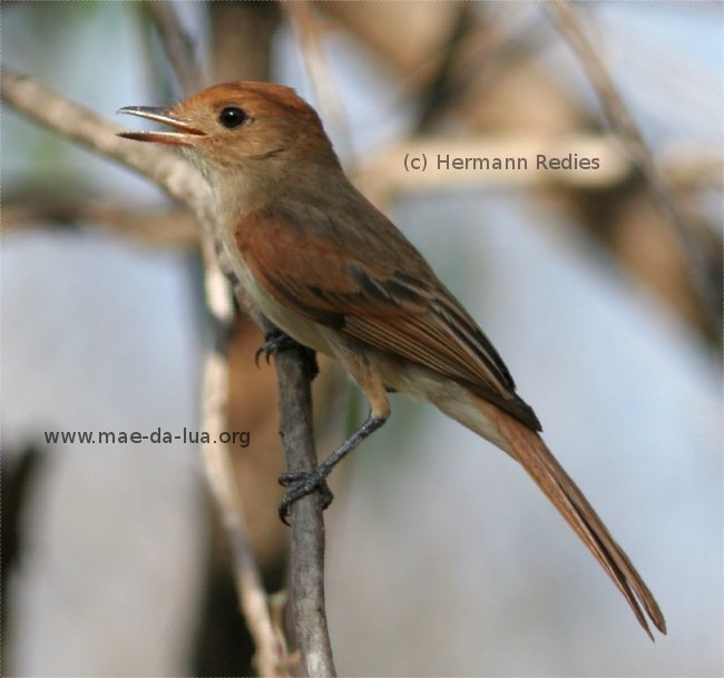 Caneleiro-enxofre (Casiornis fuscus)