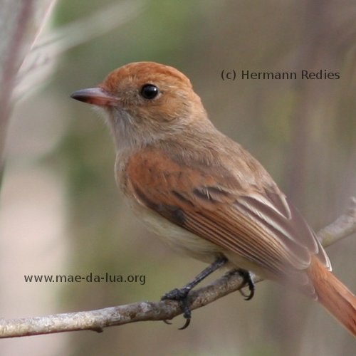 Caneleiro-enxofre (Casiornis fuscus)