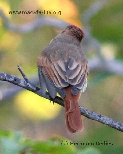 Caneleiro-enxofre (Casiornis fuscus)