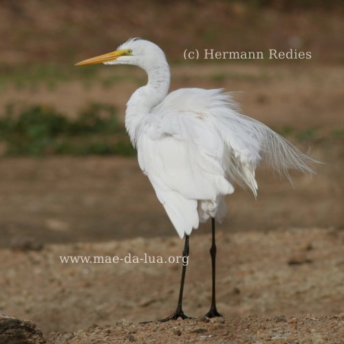 Garça-branca-grande (Ardea alba)