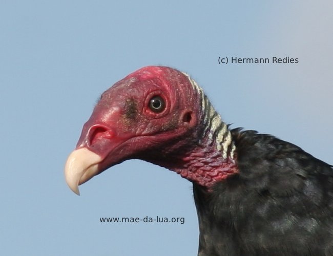 Urubu-de-cabeça-vermelha (Cathartes aura)