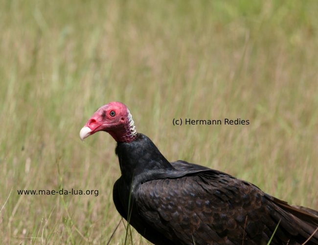 Urubu-de-cabeça-vermelha (Cathartes aura)
