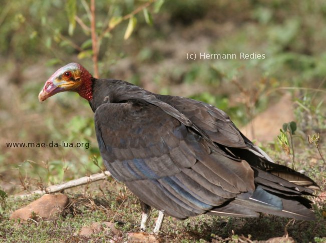 Urubu-de-cabeça-amarela (Cathartes burrovianus)