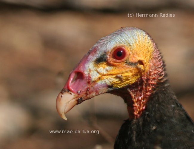 Urubu-de-cabeça-amarela (Cathartes burrovianus)