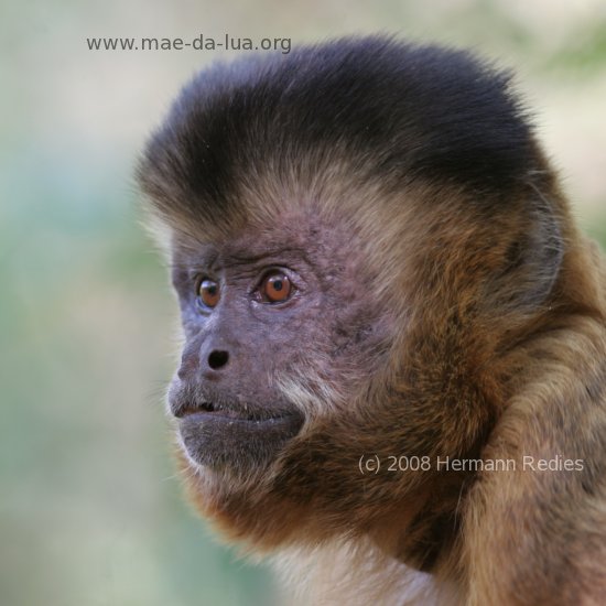 Macaco-prego (Cebus libidinosus)