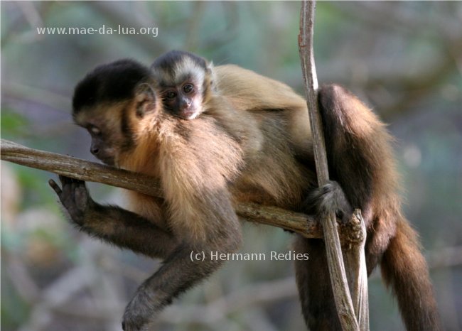 Macaco-prego (Cebus libidinosus)