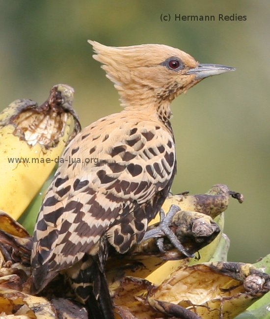 Pica-pau-ocráceo (Celeus ochraceus)