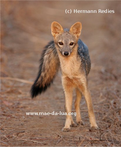 Raposa (Cerdocyon thous)
