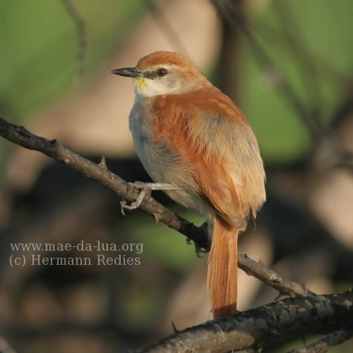 Curutié (Certhiaxis cinnamomea)