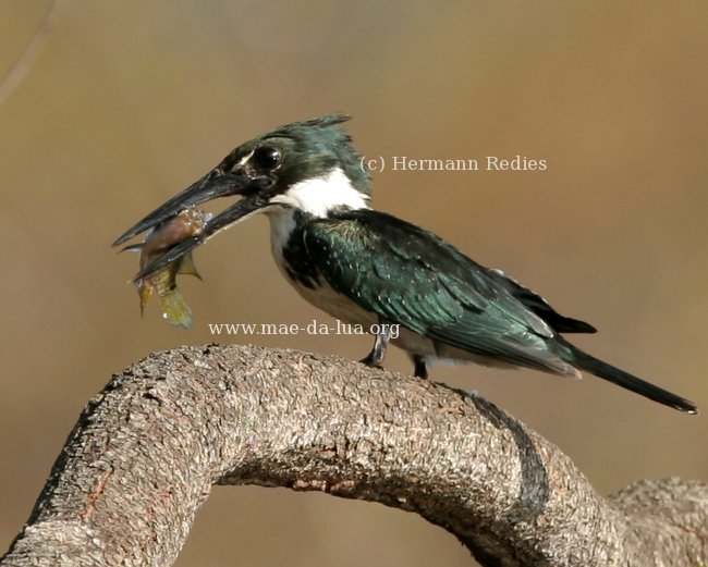 Martim-pescador-verde (Chloroceryle amazona)